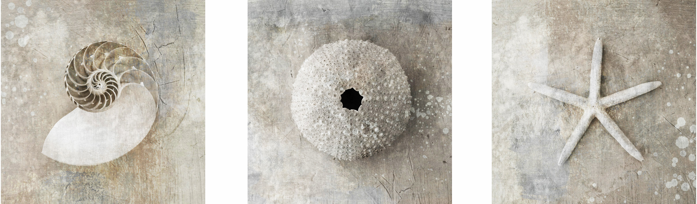 AS140 Wall décor art photographic on canvas nautical single sea shells set of 3